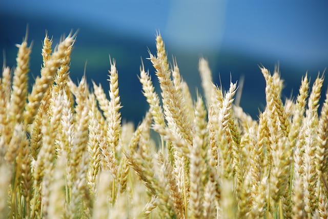 wheat dataset